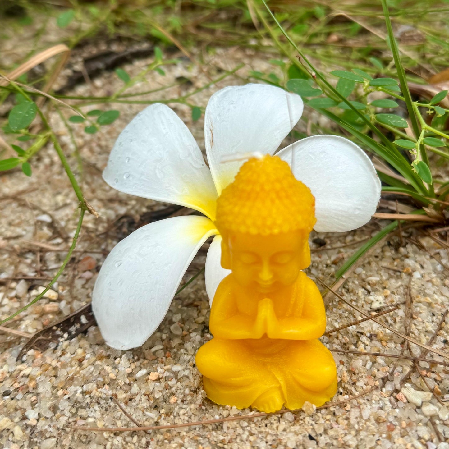 MIMOSA [Candle Buddha]